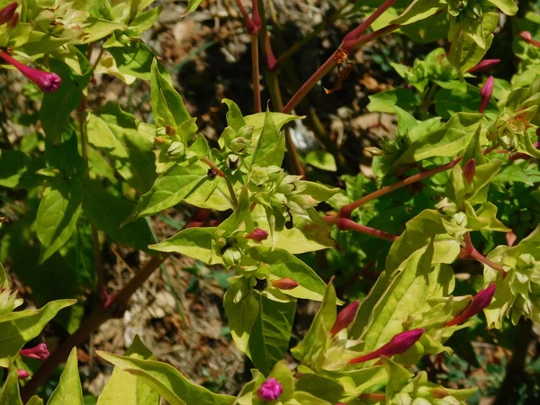 Plantes en plein air à la campagne — Photo