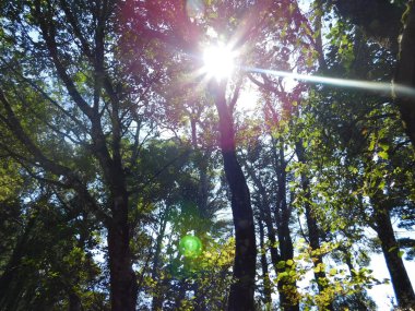 kırsal kesimde açık havada ağaç