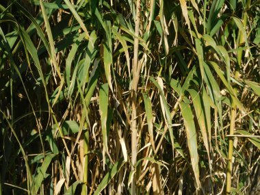 bitkiler ve yaprakları açık kampanya