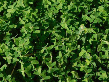 bitkiler ve yaprakları açık kampanya