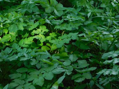 bitkiler ve yaprakları açık kampanya