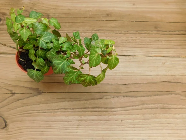 bitkiler ve bir ahşap üssünde bırakır