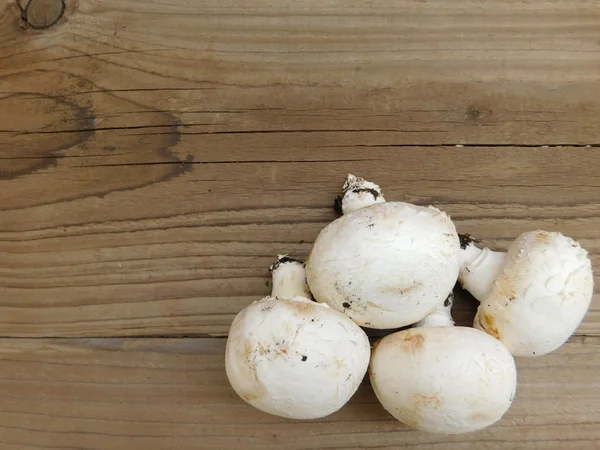 fungi feed on wood base