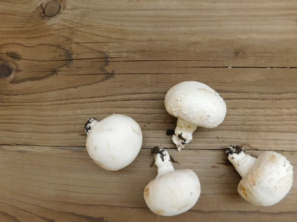 fungi feed on wood base