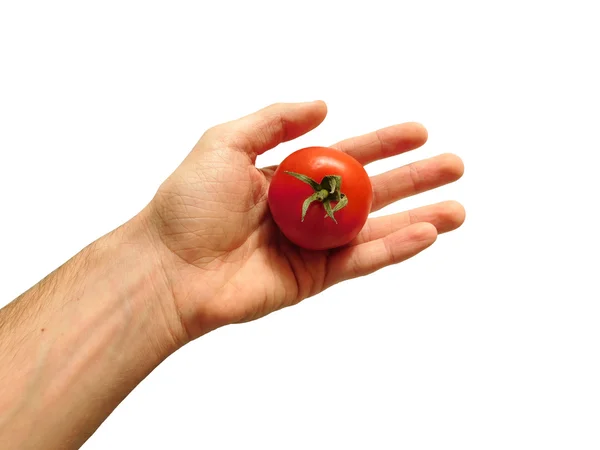 白い背景の上のトマトと手します。 — ストック写真