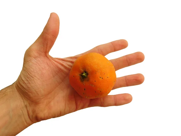 Mandarin att äta på en vit bakgrund — Stockfoto