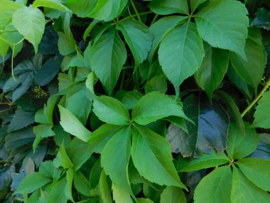 yaprakları ve açık kampanya bitkilerde