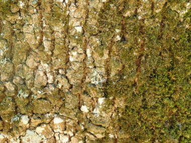 ağaç gövde açık kampanya