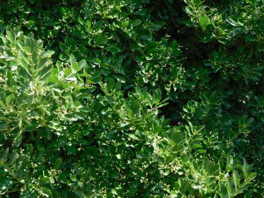 kırsal kesimde açık havada ağaç