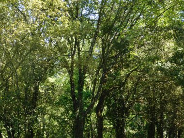 kırsal kesimde açık havada ağaç