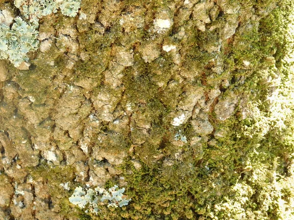 ağaç gövde açık kampanya