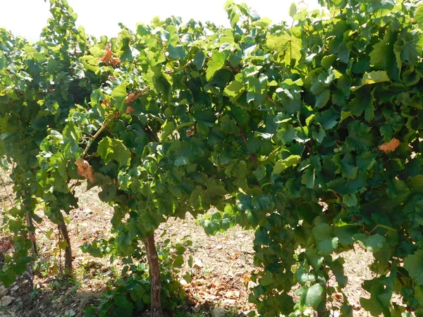 Виноград и виноградные лозы на открытом воздухе — стоковое фото