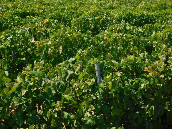 Druiven en wijngaarden in de outdoor campagne — Stockfoto