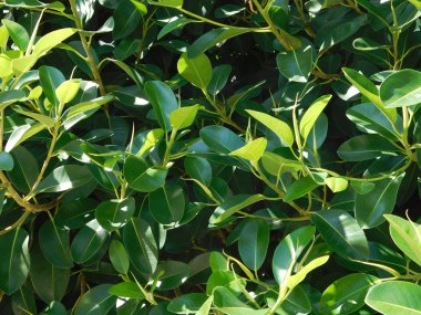 yaprakları ve açık kampanya bitkilerde