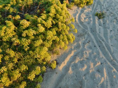 yaprakları ve açık kampanya bitkilerde