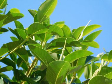 yaprakları ve açık kampanya bitkilerde