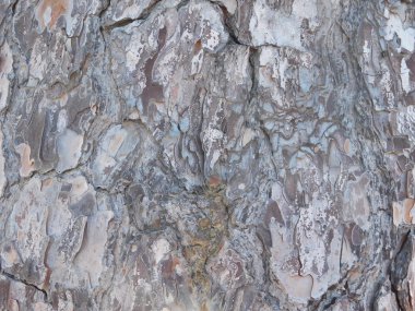 ağaç gövde açık kampanya