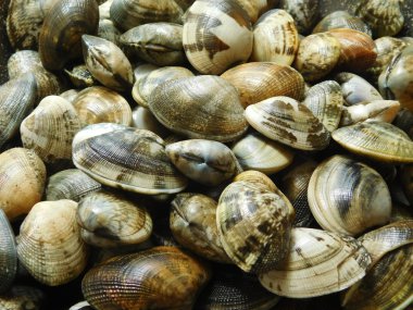 mutfakta yemek için istiridye