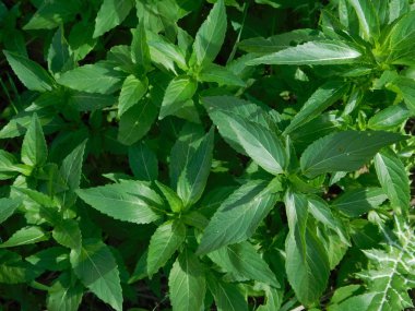 yaprakları ve açık kampanya bitkilerde