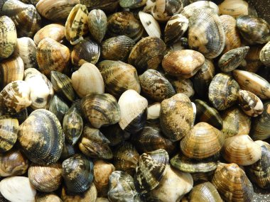 mutfakta yemek için istiridye