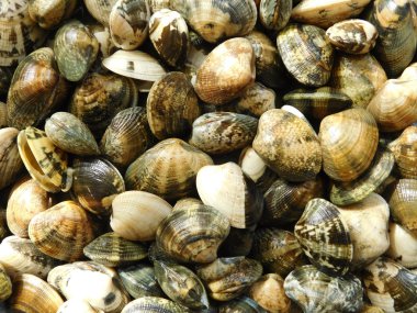 mutfakta yemek için istiridye