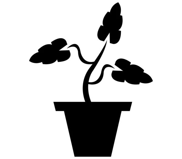 Planta com vaso sobre um fundo branco — Fotografia de Stock