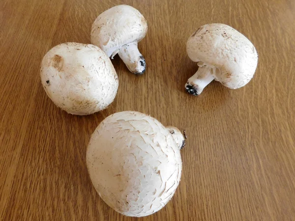 fungi on wood base