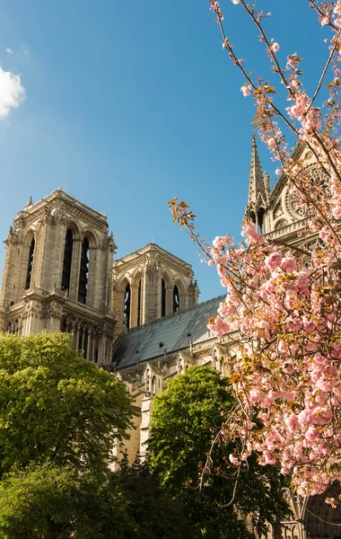 Katolická katedrála Notre Dame. — Stock fotografie