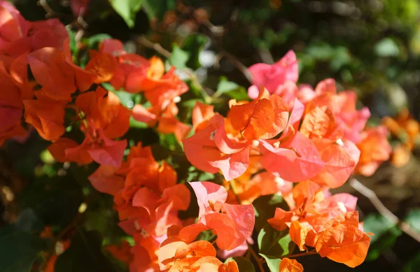 Flowers of Martinique. Exotic Flower on green bush. Blooming tropical garden detail. Bright tropical flower in greenery. Blossom closeup. Beautiful flora of Martinique island.