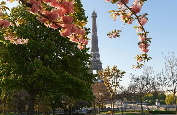 Icónica Torre Eiffel París Soleado Día Primavera Detrás Flores Cerezo — Foto de Stock