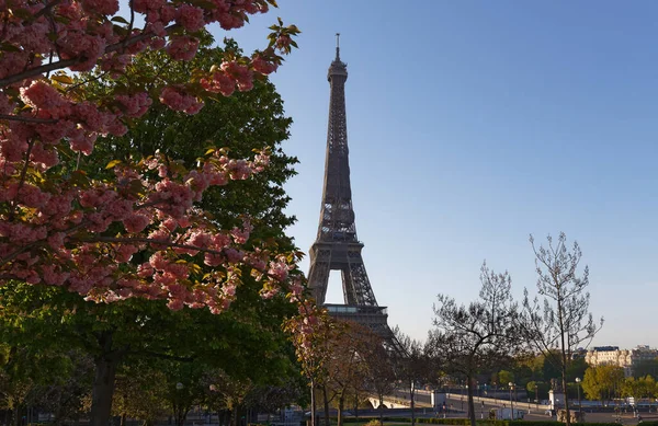 一个阳光灿烂的春天 在樱花后面的标志性的巴黎埃菲尔铁塔 — 图库照片