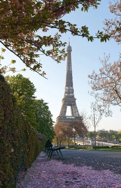 Icónica Torre Eiffel París Soleado Día Primavera Detrás Flores Cerezo — Foto de Stock