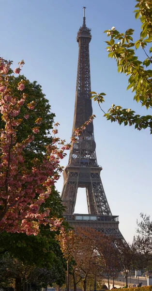 Słynna Wieża Eiffla Paryżu Słoneczny Wiosenny Dzień Kwiatami Wiśni Francja — Zdjęcie stockowe