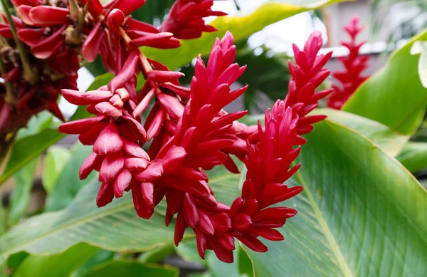 Heliconia Con Rocío Matutino Flor Tropical Jardín Botánico Cerca Fort — Foto de Stock