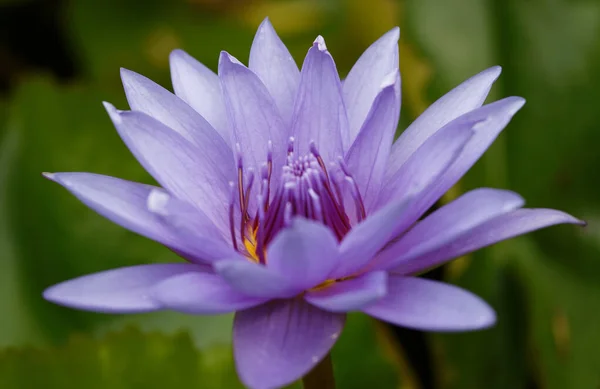 Close up of blooming blue water lily flower-botanical name Nymphaea with shallow depth of field and selective focusing.