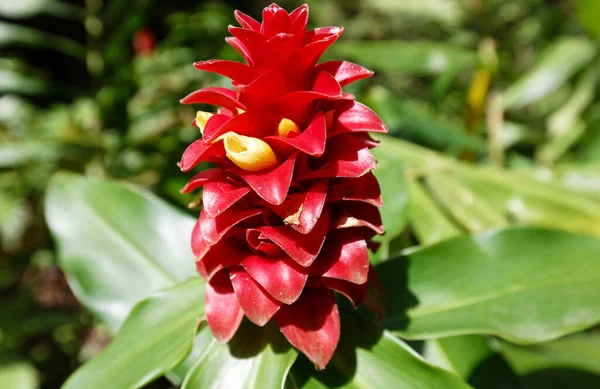 Flor Gengibre Cabeça Indiana Vista Jardim Tropical Localizado Perto Fort — Fotografia de Stock