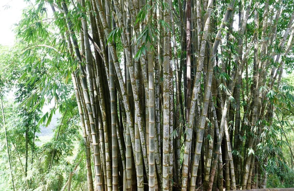 Bosque Bambú Visto Jardín Tropical Situado Cerca Fort France Isla —  Fotos de Stock