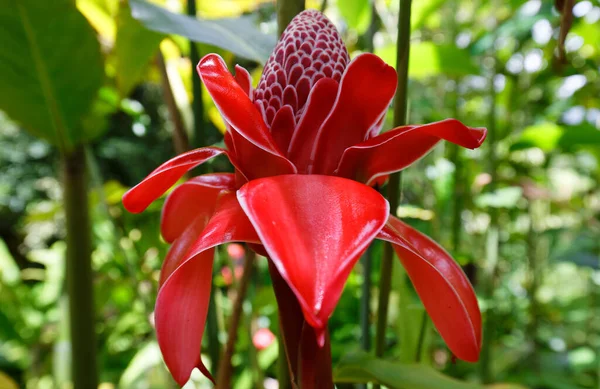 Flor Gengibre Tocha Vista Ilha Martinica Índias Ocidentais Francesas — Fotografia de Stock