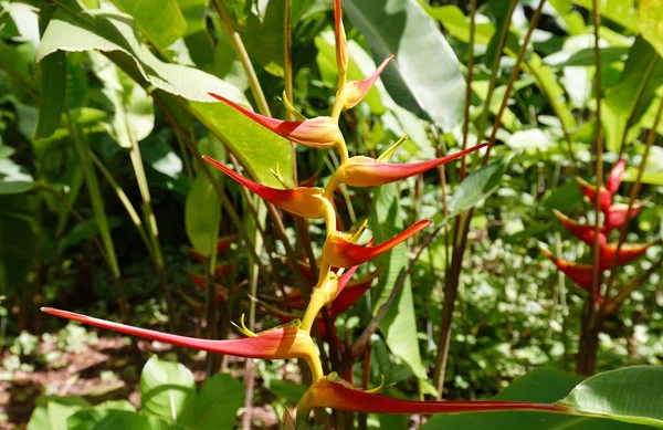 Heliconia Psittacorum Latispatha Flor Garra Lagosta Extensa Vista Ilha Martinica — Fotografia de Stock