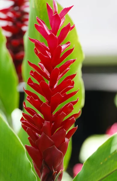 Heliconia Poranną Rosą Tropikalny Kwiat Ogrodzie Botanicznym Pobliżu Fort France — Zdjęcie stockowe