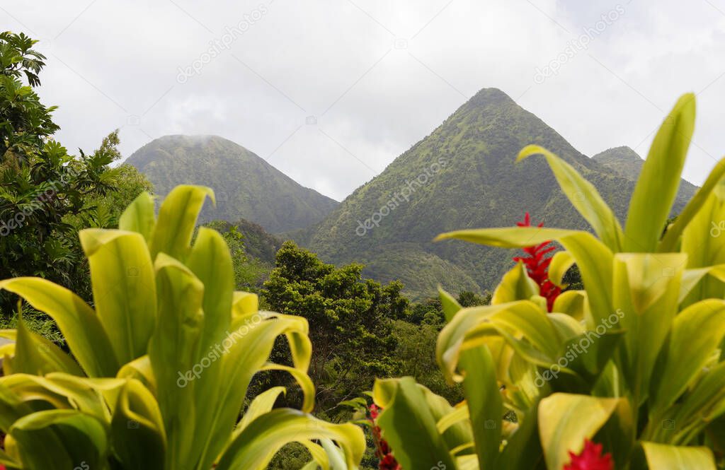 Tropical scene of Martinique mountains, Mount Pelee in the background, Lesser antilles, Caribbean plants in the foreground.
