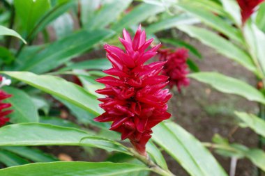 Sabah çiğ taneleriyle Heliconia, Fransa Kalesi yakınlarındaki botanik bahçesinde tropikal çiçek, Fransız Batı Hint Adaları.