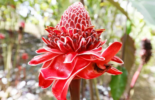 Torch Ginger Flower Seen Martinique Island French West Indies — Stock fotografie