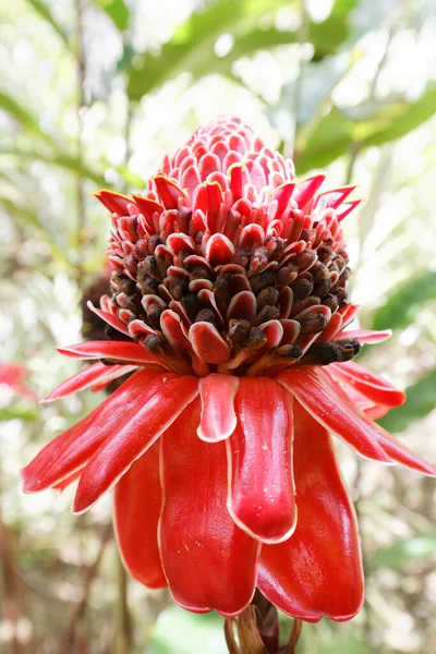 Flor Gengibre Tocha Vista Ilha Martinica Índias Ocidentais Francesas — Fotografia de Stock