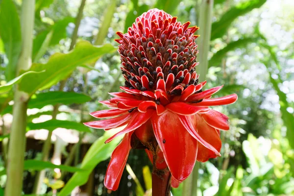 Flor Gengibre Tocha Vista Ilha Martinica Índias Ocidentais Francesas — Fotografia de Stock