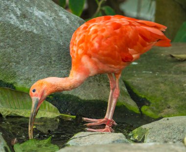Zooloji Parkı egzotik kuş.