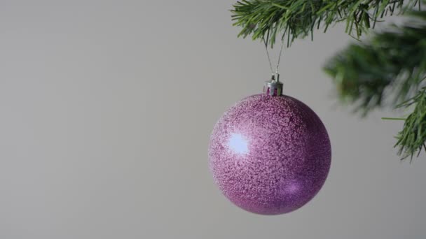 Gran bola de Navidad púrpura en la rama del árbol de Navidad — Vídeos de Stock