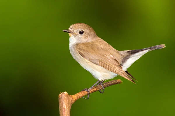 Rotkehlschnäpper — Stockfoto