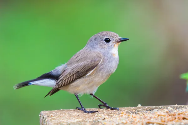 Rotkehlschnäpper — Stockfoto