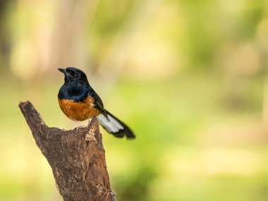 AK sokumlu köstebek
